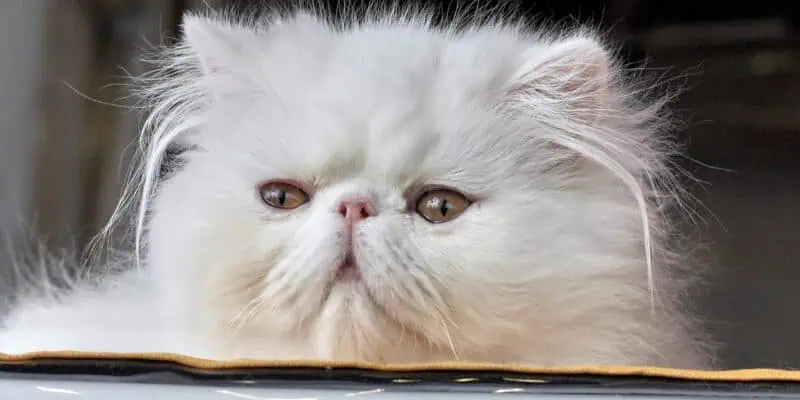 los gatos son expertos en conciencia